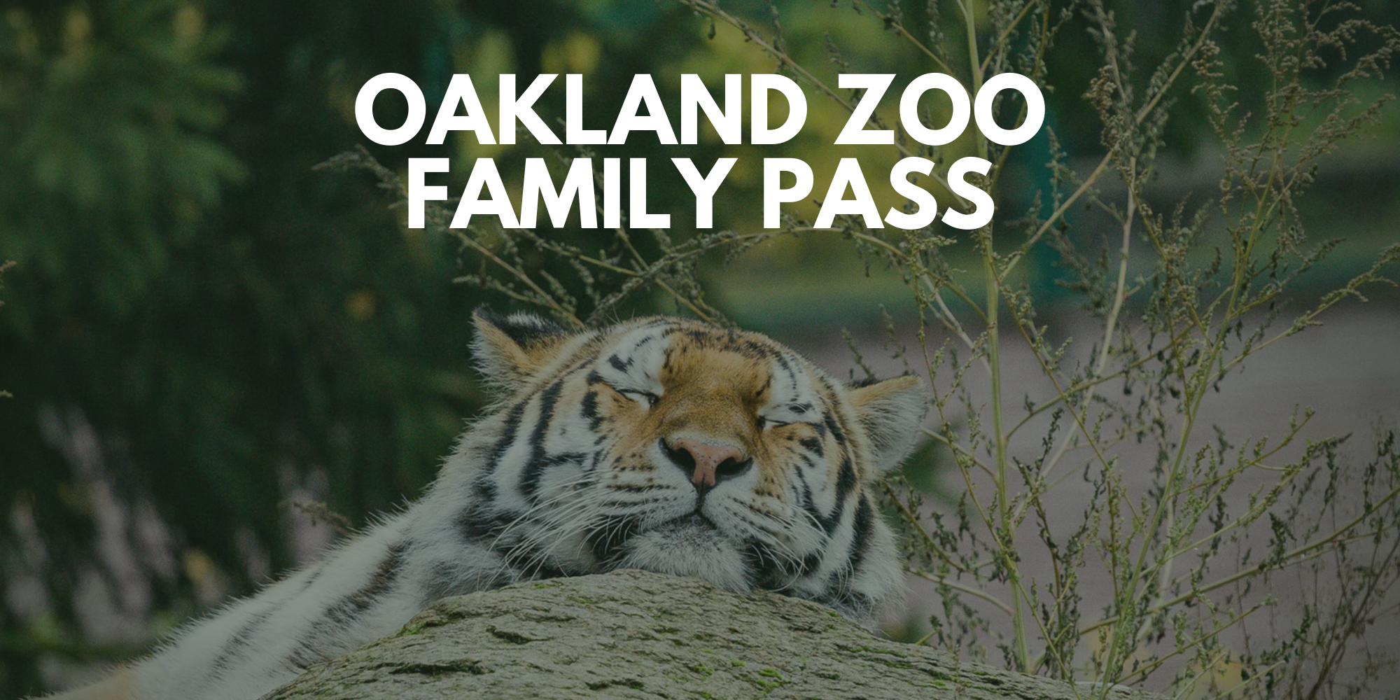 oakland-zoo